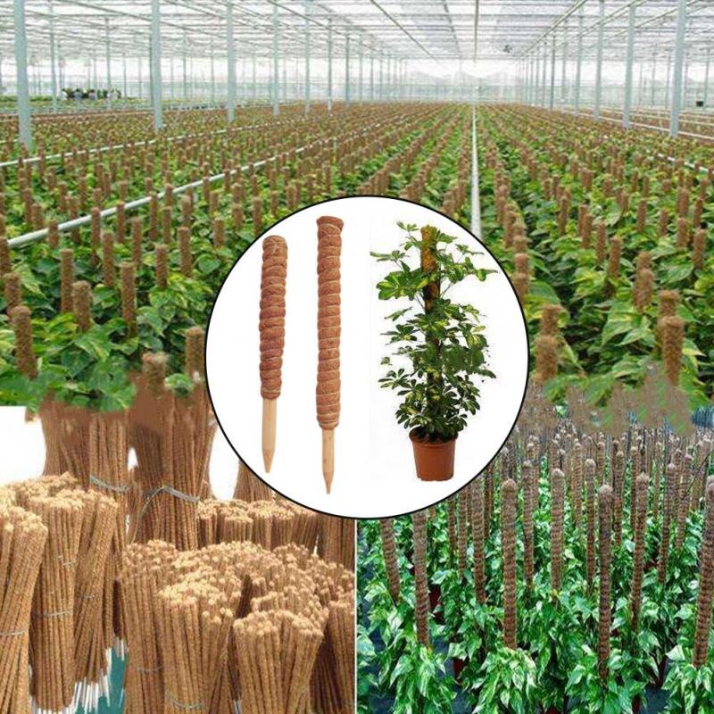 เสาต้นมะพร้าวสำหรับพืชเลื้อยขน - Sphagnum Moss Dry บทวิจารณ์และราคา
