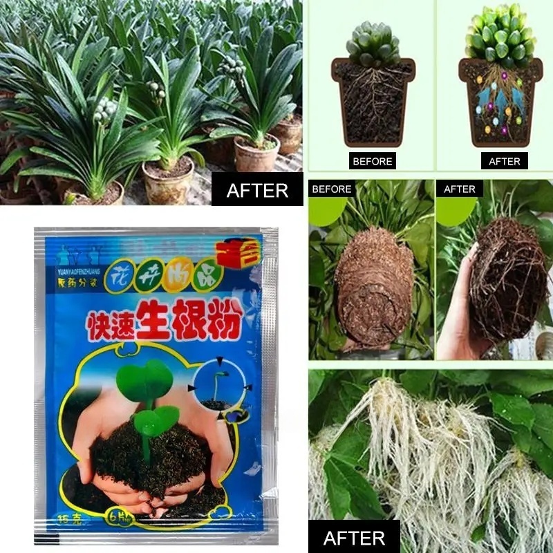 ผงเร่งราก 5 ชิ้น สารเร่งรากสำห - Root Stimulator Liquid บทวิจารณ์และราคา