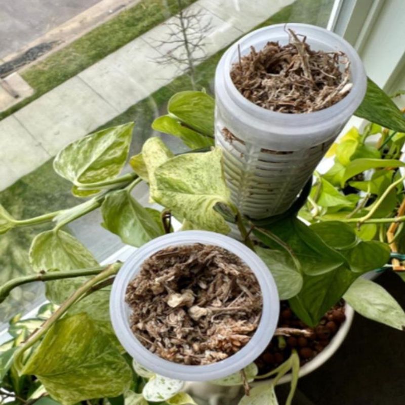 ความสูงของคอลัมน์มอส 25 ซม. มอ - Sphagnum Moss Dry บทวิจารณ์และราคา